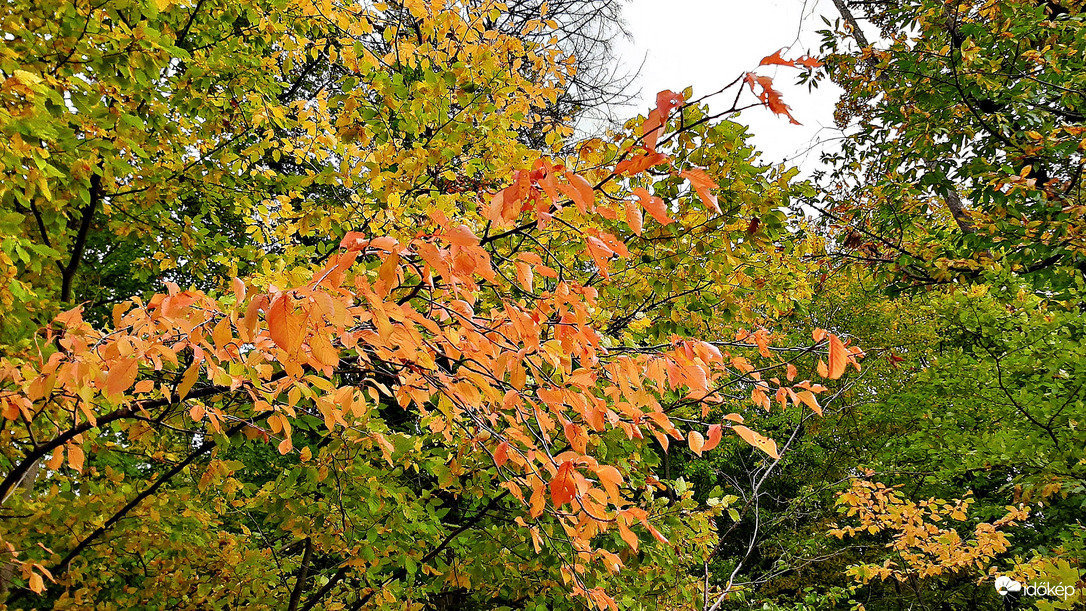 Ismét egy csipetnyi szín az őszülő erdőből... :)