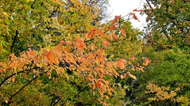 Ismét egy csipetnyi szín az őszülő erdőből... :)