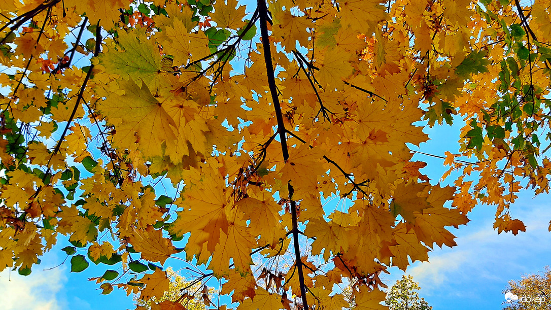 Aranyló juhar a kék ég alatt 3. :)