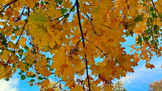 Aranyló juhar a kék ég alatt 3. :)