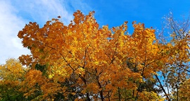 Aranyló juhar a kék ég alatt 2. :)