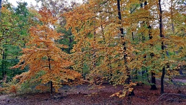 Őszi színek a Soproni Parkerdőben 4. :)