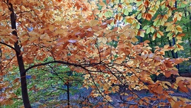 Őszi színek a Soproni Parkerdőben 8. :)