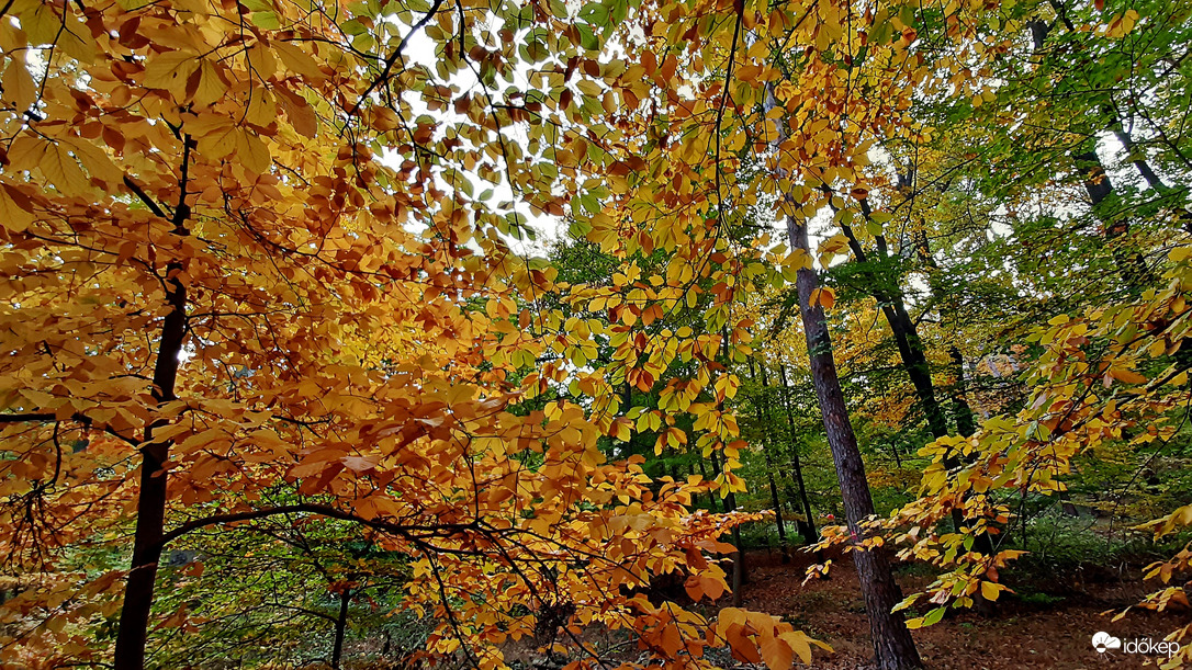 Őszi színek a Soproni Parkerdőben 10. :)