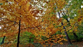 Őszi színek a Soproni Parkerdőben 11. :)