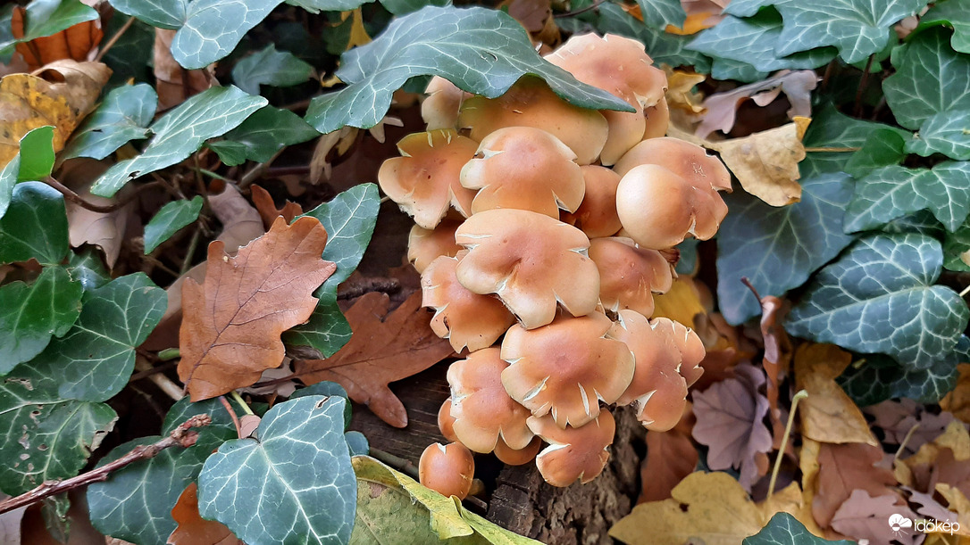 Sárga kénvirággomba október végén :)