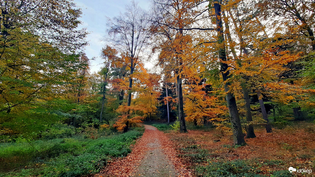 Vajon merre vezet a levélszőnyeggel borított út...? :)