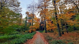 Vajon merre vezet a levélszőnyeggel borított út...? :)