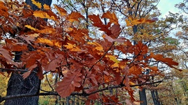 Még egy kis őszi szín a Soproni Parkerdőben 2. :)