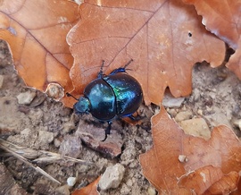 Vagy valami, vagy megy valahova... - Elvileg tavaszi álganéjtúró (Ősszel - Nooormááális??) :))