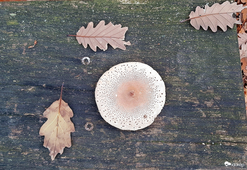 Őszi kompozíció egy padon - Így találtam... :)