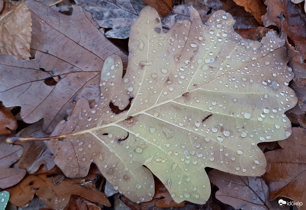 Némi eső után az erdőben 2. :)