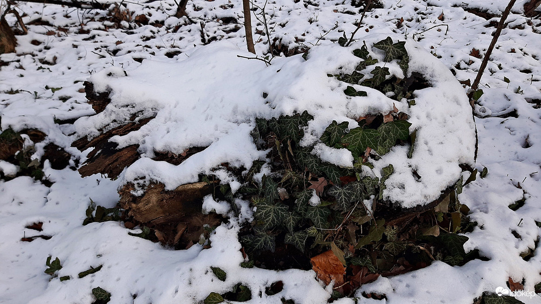 Végre egy kis havas látvány a Soproni Parkerdőben 1. :)