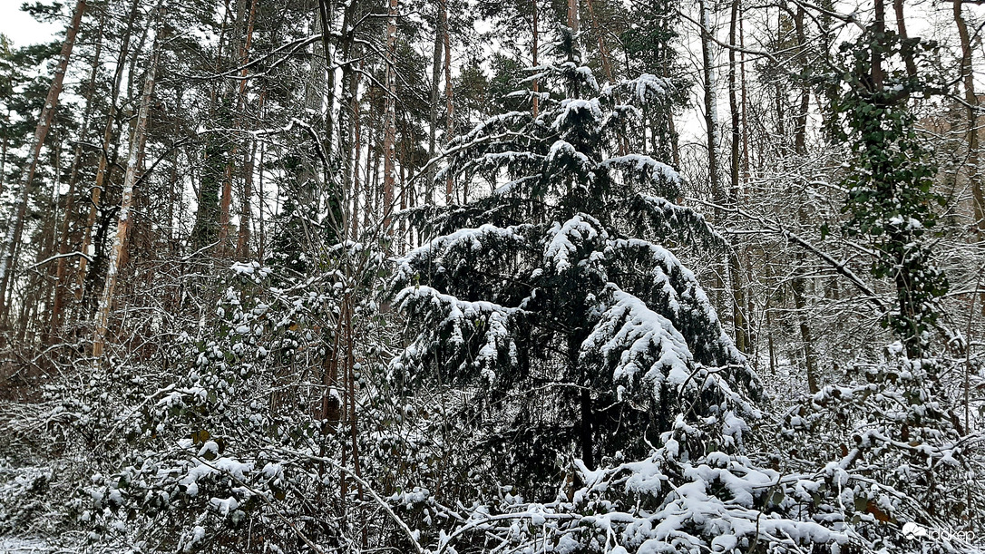 Végre egy kis havas látvány a Soproni Parkerdőben 5. :)