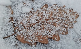 Téli hangulat a Soproni Parkerdőben 2. :)