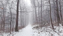 Köd és hó találkozás a Soproni Parkerdőben 1. :)