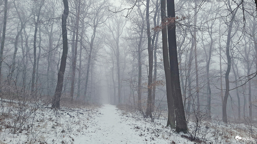 Köd és hó találkozás a Soproni Parkerdőben 2. :)