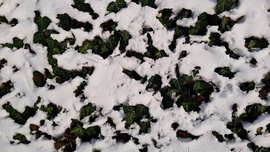 Hó és borostyán talákozása... :)