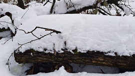 Közel 30 cm hó a Soproni Parkerdőben 3. :)