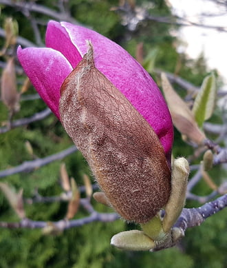 Rózsaszín magnólia még bimbósan 1. :)