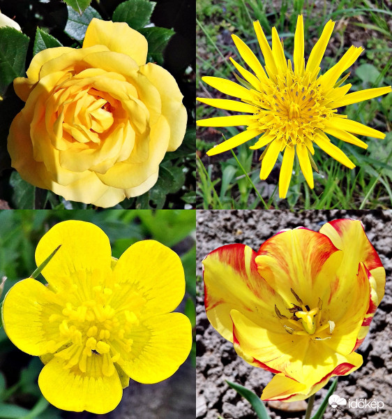 Négy sárga szépség együtt :)