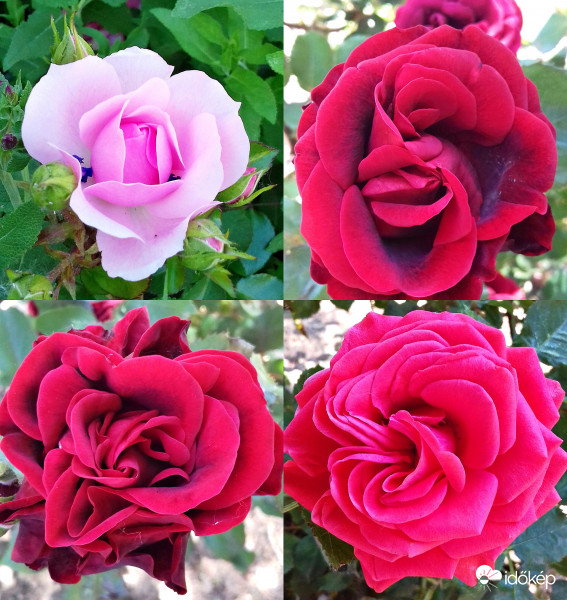 Egy "csokor" rózsa :)