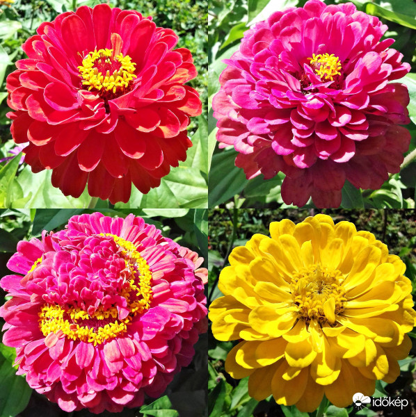 Egy csokor legényrózsa szeptember elején :)