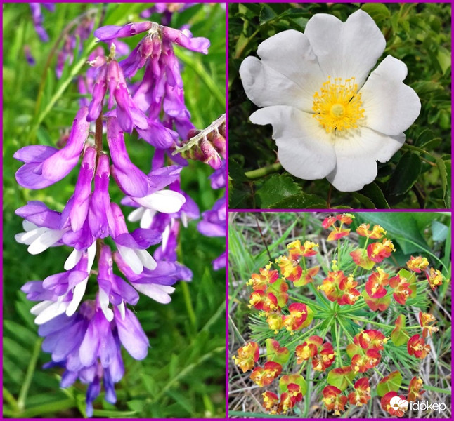 Egy csokor a vízparti szépségekből :)