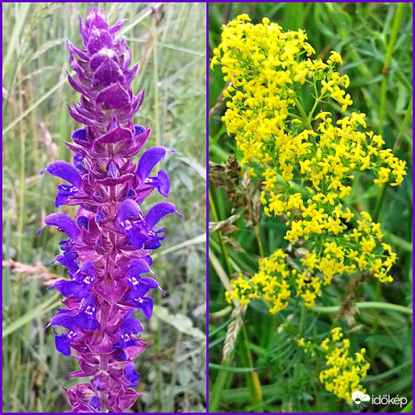 Vízparti szépségek :)