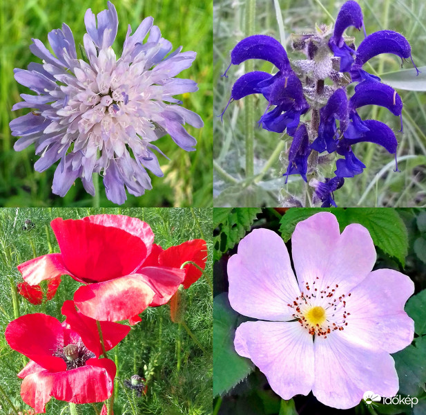 Mezei szépségek :)