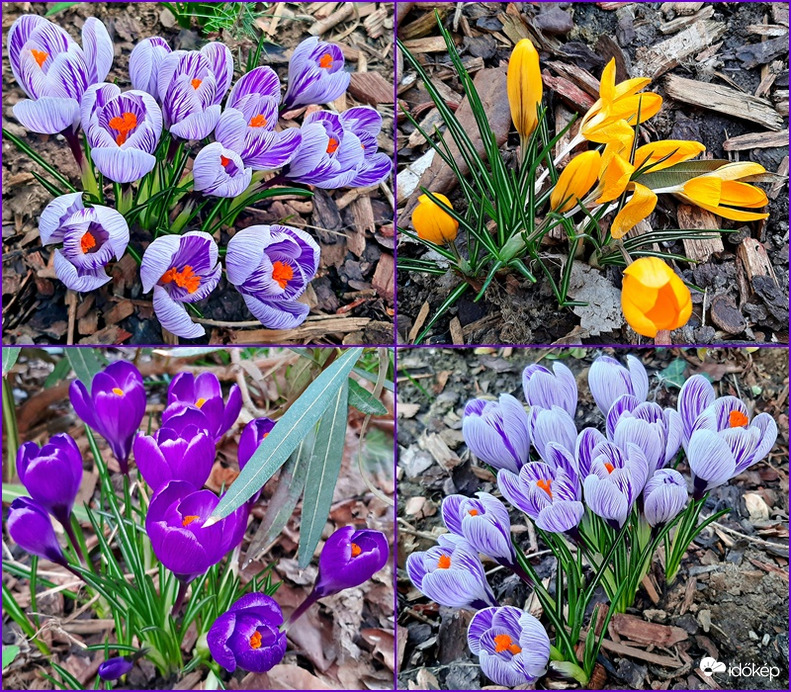 Egy csokor krókusz :)