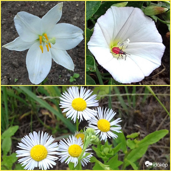 Most a fehér a nyerő... :)