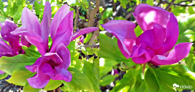 A kínai liliomfa még nagypénteken is pompázott :)