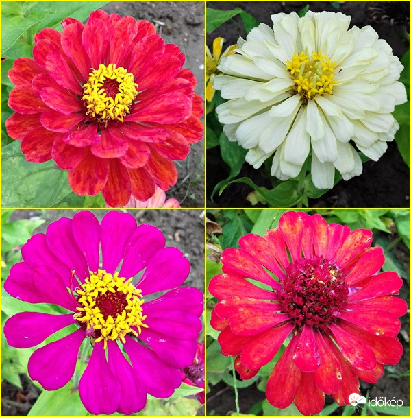 Egy csokor rézvirág :)