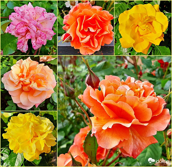 Egy újabb rózsa"csokor" :)