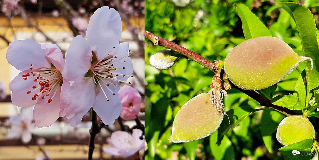Ez volt, ez lett... :) (Azt hiszem őszibarack...) :)