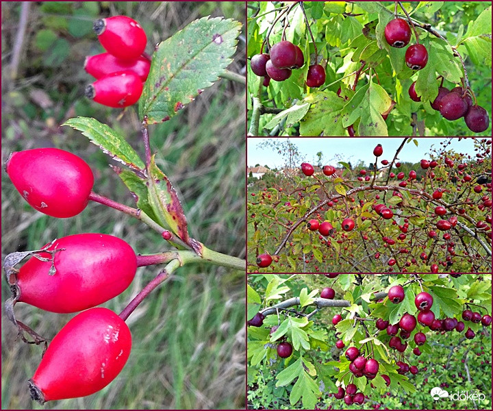 Főszerepben a bogyók :)