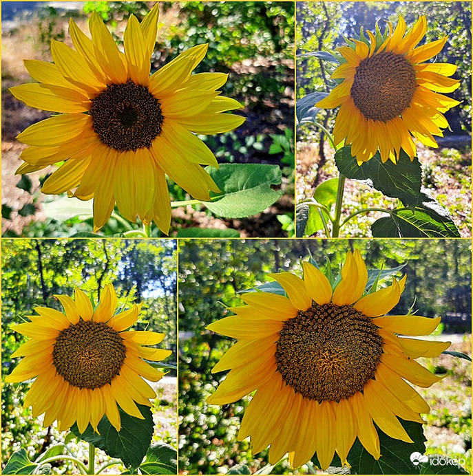 Zöld erdőben jártam, csodálozásomra napraforgót találtam... :)