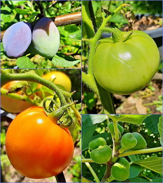 Bátyám kertjében 1. :)