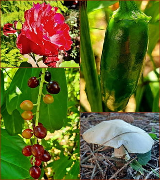 Bátyám kertjében 2. :)