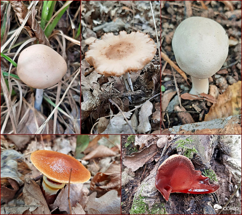 Gombaválogatás a Soproni Parkerdőből :)