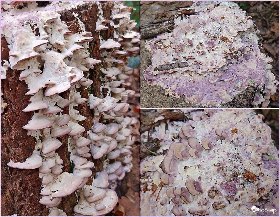 Lilaszegélyű egyrétűtapló :)