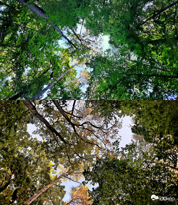 Variációk erdős égképekre... :)