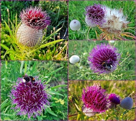 Variációk gyapjas aszatra... :)