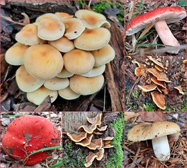 Még egy kis gombagyűjtemény szeptember végéről... :)