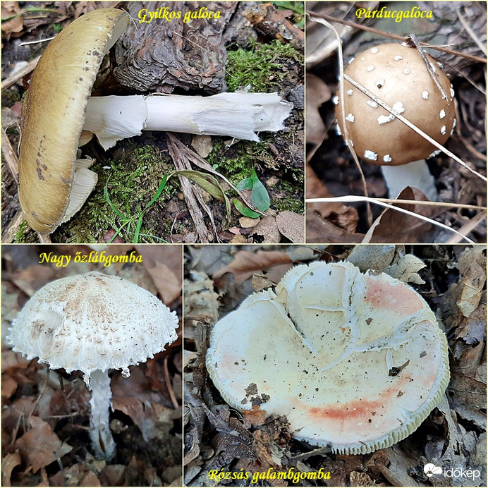 Még egy kis gombagyűjtemény szeptember végéről 2. :)
