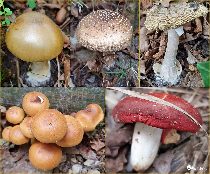 Egy újabb adag gomba október elején... :)