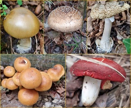 Egy újabb adag gomba október elején... :)