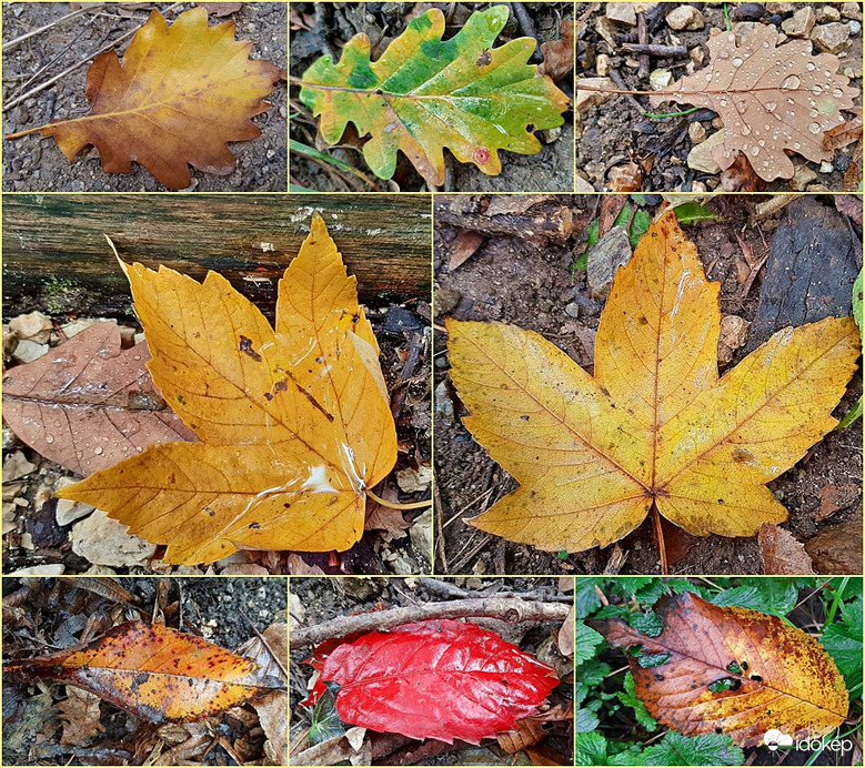 Őszi levéltabló :)