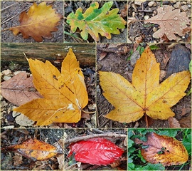 Őszi levéltabló :)